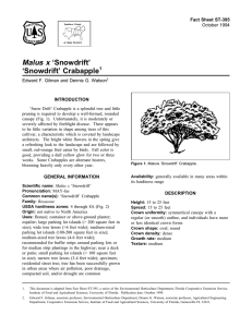 Malus x ‘Snowdrift’ ‘Snowdrift’ Crabapple Fact Sheet ST-395 1