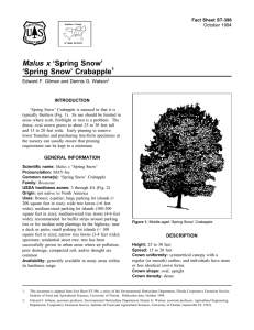 Malus x ‘Spring Snow’ ‘Spring Snow’ Crabapple Fact Sheet ST-396 1