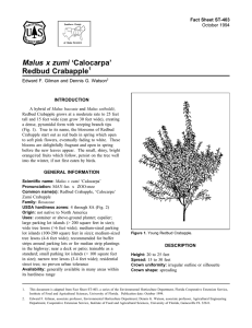 Malus x zumi ‘Calocarpa’ Redbud Crabapple Fact Sheet ST-403 1