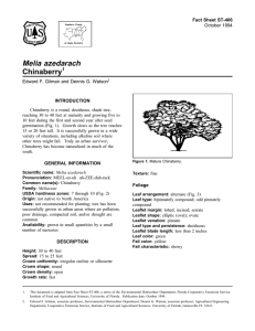 Melia azedarach Chinaberry Fact Sheet ST-406 1
