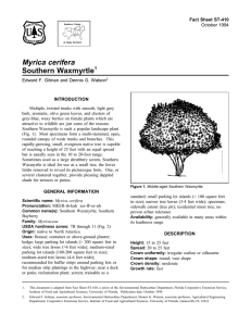 Myrica cerifera Southern Waxmyrtle Fact Sheet ST-410 1
