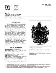 Myrica pensylvanica Northern Bayberry Fact Sheet ST-411 1