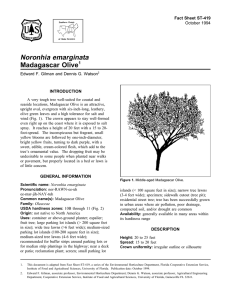 Noronhia emarginata Madagascar Olive Fact Sheet ST-419 1