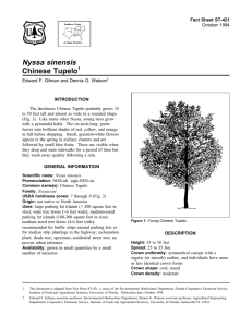 Nyssa sinensis Chinese Tupelo Fact Sheet ST-421 1