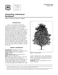 Osmanthus americanus Devilwood Fact Sheet ST-424 1