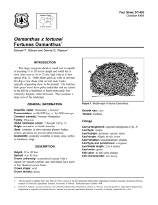 Osmanthus x fortunei Fortunes Osmanthus Fact Sheet ST-426 1