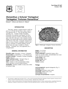 Osmanthus x fortunei ‘Variegatus’ ‘Variegatus’ Fortunes Osmanthus Fact Sheet ST-427 1