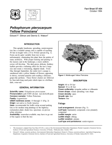 Peltophorum pterocarpum Yellow Poinciana Fact Sheet ST-434 1