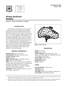 Persea borbonia Redbay Fact Sheet ST-436 1