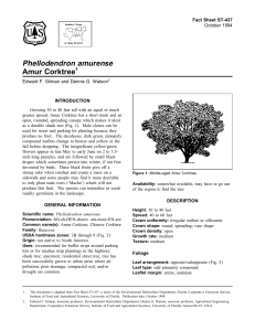 Phellodendron amurense Amur Corktree Fact Sheet ST-437 1