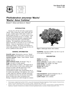 Phellodendron amurense ‘Macho’ ‘Macho’ Amur Corktree Fact Sheet ST-438 1