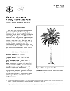 Phoenix canariensis Canary Island Date Palm Fact Sheet ST-439 1