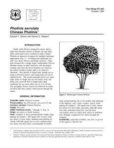 Photinia serrulata Chinese Photinia Fact Sheet ST-443 1