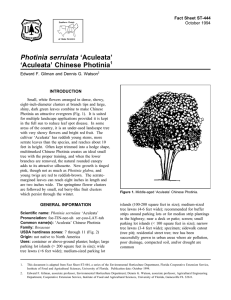 Photinia serrulata ‘Aculeata’ ‘Aculeata’ Chinese Photinia Fact Sheet ST-444 1