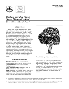 Photinia serrulata ‘Nova’ ‘Nova’ Chinese Photinia Fact Sheet ST-445 1