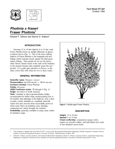 Photinia x fraseri Fraser Photinia Fact Sheet ST-447 1