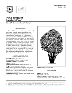 Pinus bungeana Lacebark Pine Fact Sheet ST-456 1