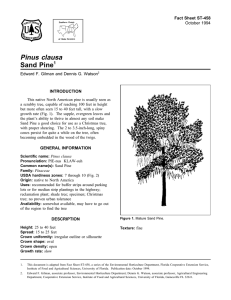 Pinus clausa Sand Pine Fact Sheet ST-458 1