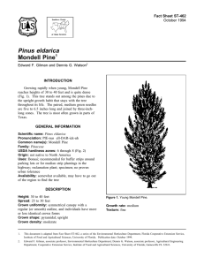 Pinus eldarica Mondell Pine Fact Sheet ST-462 1