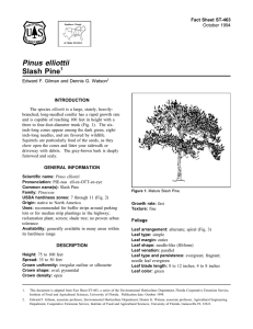 Pinus elliottii Slash Pine Fact Sheet ST-463 1