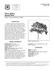 Pinus glabra Spruce Pine Fact Sheet ST-466 1