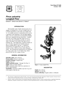 Pinus palustris Longleaf Pine Fact Sheet ST-469 1
