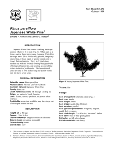 Pinus parviflora Japanese White Pine Fact Sheet ST-470 1