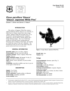 Pinus parviflora ‘Glauca’ ‘Glauca’ Japanese White Pine Fact Sheet ST-471 1