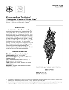 Pinus strobus ‘Fastigiata’ ‘Fastigiata’ Eastern White Pine Fact Sheet ST-474 1