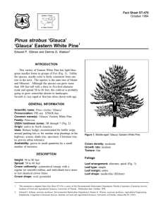 Pinus strobus ‘Glauca’ ‘Glauca’ Eastern White Pine Fact Sheet ST-476 1