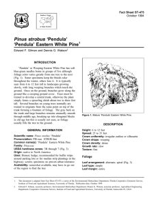 Pinus strobus ‘Pendula’ ‘Pendula’ Eastern White Pine Fact Sheet ST-475 1