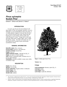 Pinus sylvestris Scotch Pine Fact Sheet ST-477 1