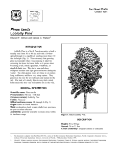 Pinus taeda Loblolly Pine Fact Sheet ST-478 1