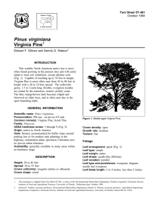 Pinus virginiana Virginia Pine Fact Sheet ST-481 1