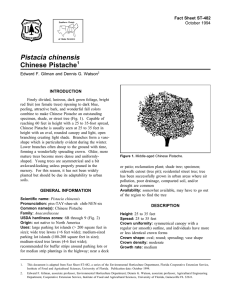 Pistacia chinensis Chinese Pistache Fact Sheet ST-482 1