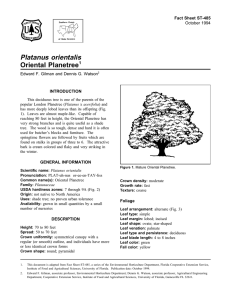 Platanus orientalis Oriental Planetree Fact Sheet ST-485 1
