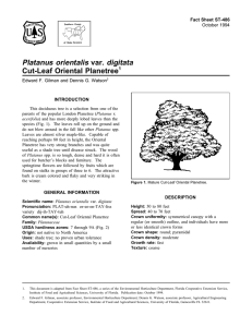 Platanus orientalis var. digitata Cut-Leaf Oriental Planetree Fact Sheet ST-486 1