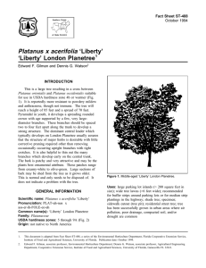 Platanus x acerifolia ‘Liberty’ ‘Liberty’ London Planetree Fact Sheet ST-488 1