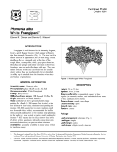 Plumeria alba White Frangipani Fact Sheet ST-490 1