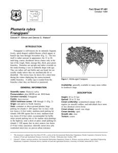 Plumeria rubra Frangipani Fact Sheet ST-491 1
