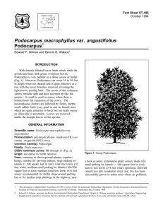 Podocarpus macrophyllus var. angustifolius Podocarpus Fact Sheet ST-496 1