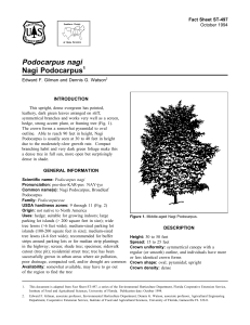 Podocarpus nagi Nagi Podocarpus Fact Sheet ST-497 1