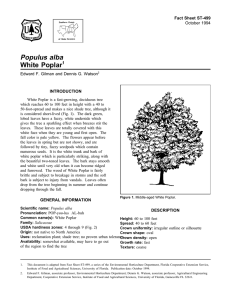 Populus alba White Poplar Fact Sheet ST-499 1