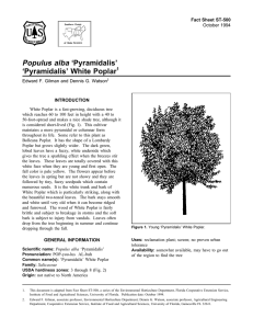 Populus alba ‘Pyramidalis’ ‘Pyramidalis’ White Poplar Fact Sheet ST-500 1