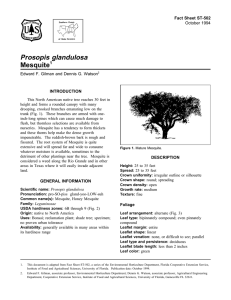 Prosopis glandulosa Mesquite Fact Sheet ST-502 1