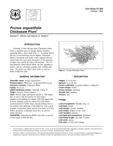 Prunus angustifolia Chickasaw Plum Fact Sheet ST-504 1