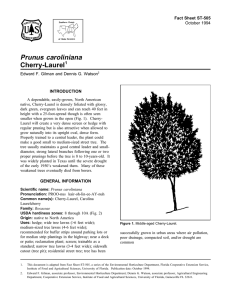 Prunus caroliniana Cherry-Laurel Fact Sheet ST-505 1