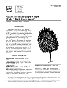 Prunus caroliniana ‘Bright ’N Tight’ ‘Bright N Tight’ Cherry-Laurel Fact Sheet ST-506 1