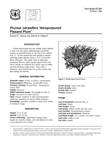 Prunus cerasifera ‘Atropurpurea’ Pissard Plum Fact Sheet ST-507 1