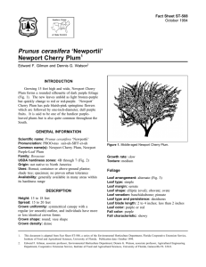 Prunus cerasifera ‘Newportii’ Newport Cherry Plum Fact Sheet ST-508 1
